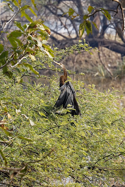 Keoladeo national park-105